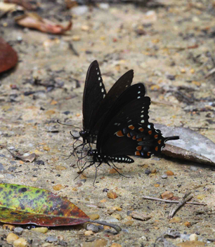 Spicebush Swallowtail